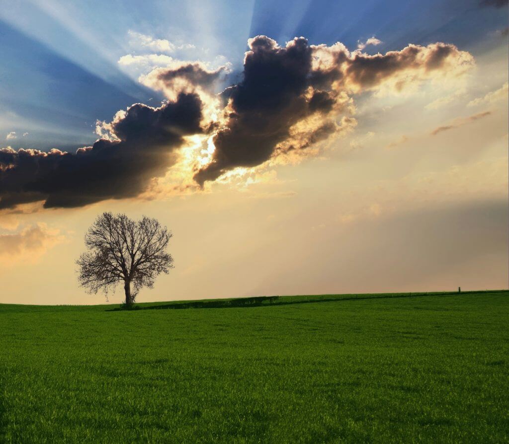Landscape with a tree at sunset